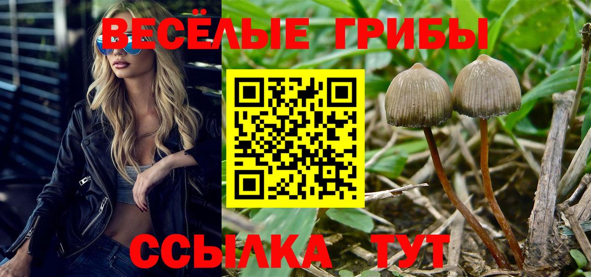 Псилоцибиновые грибы Psilocybine cubensis Магнитогорск